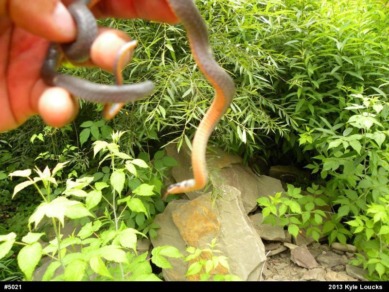 Northern Ring-necked Snake