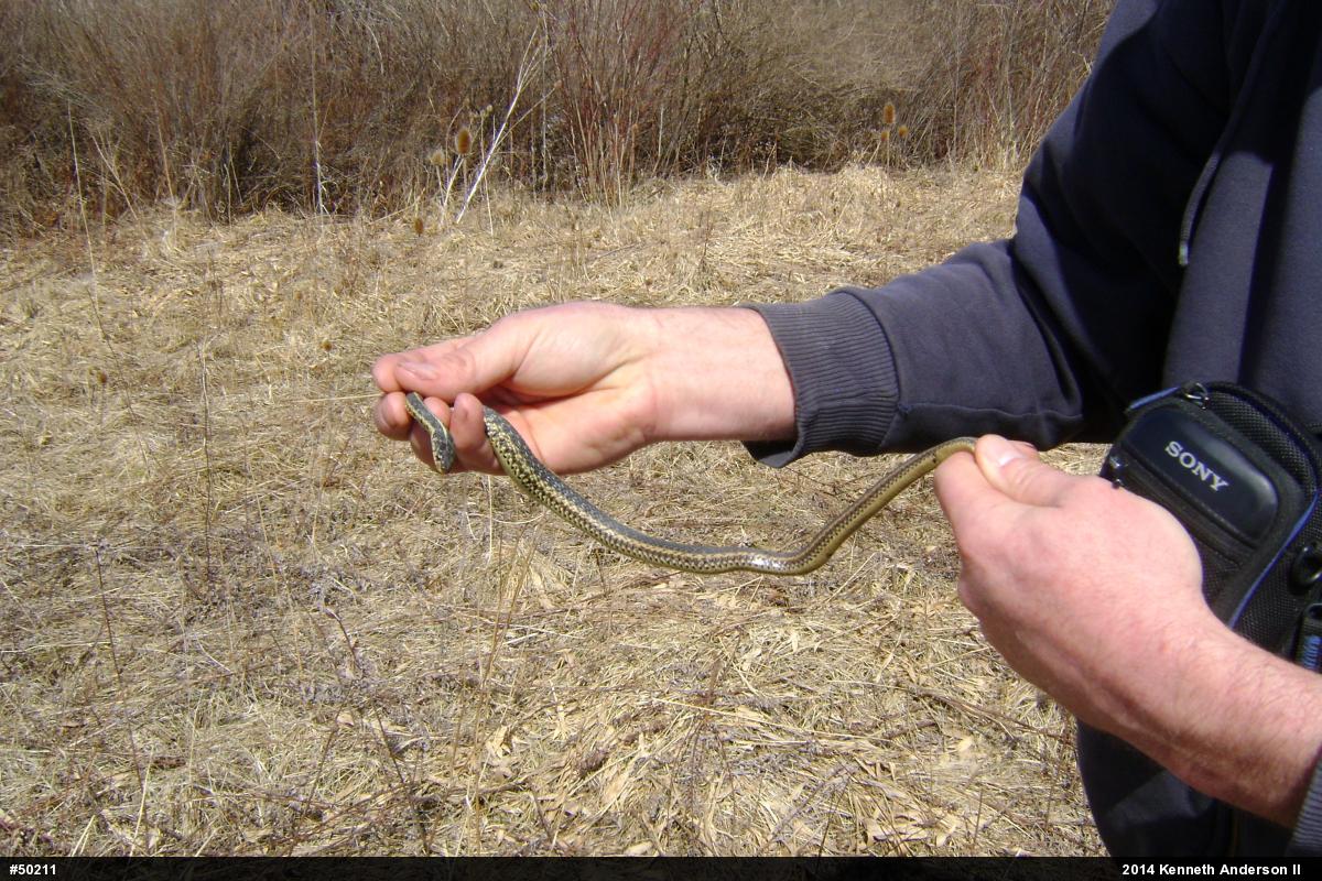 Eastern Gartersnake