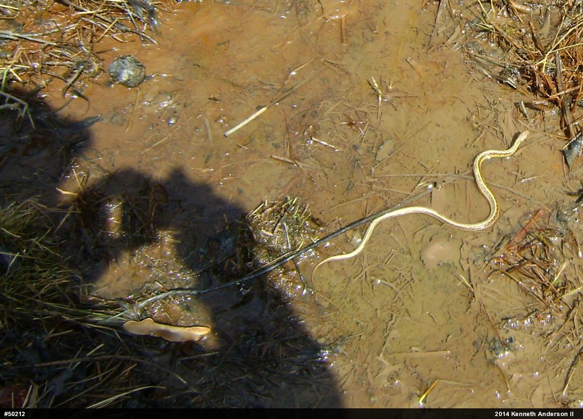 Eastern Gartersnake