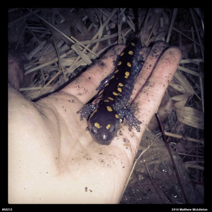 Spotted Salamander