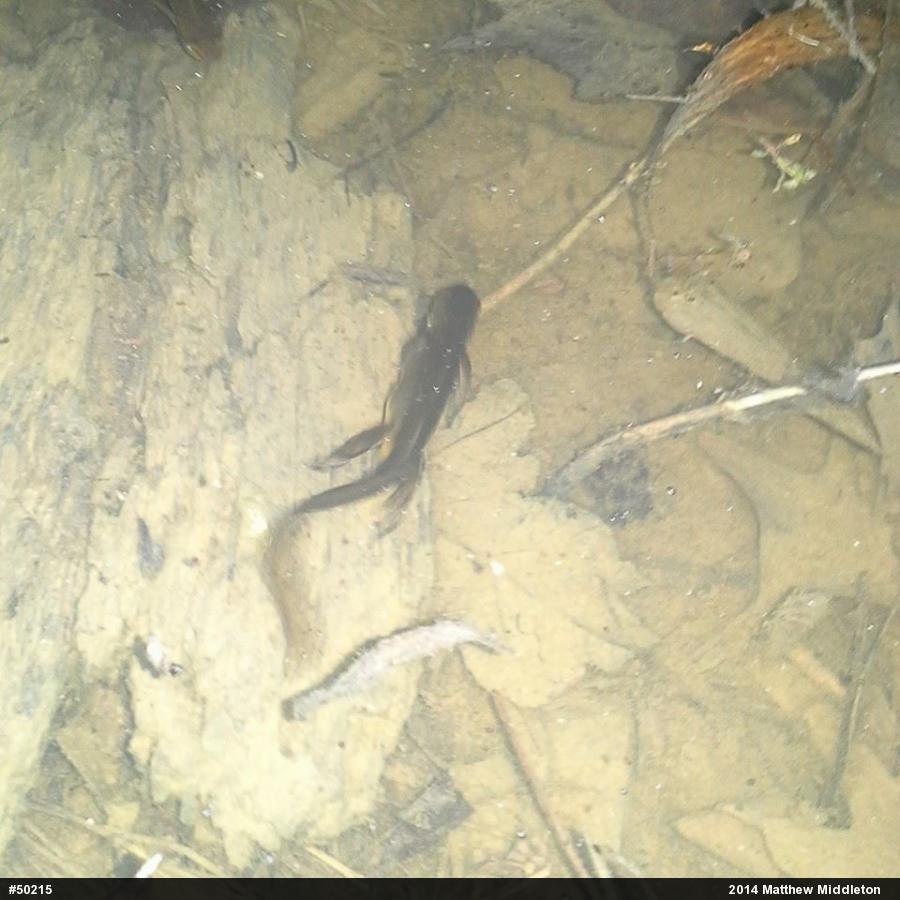 Red-spotted Newt