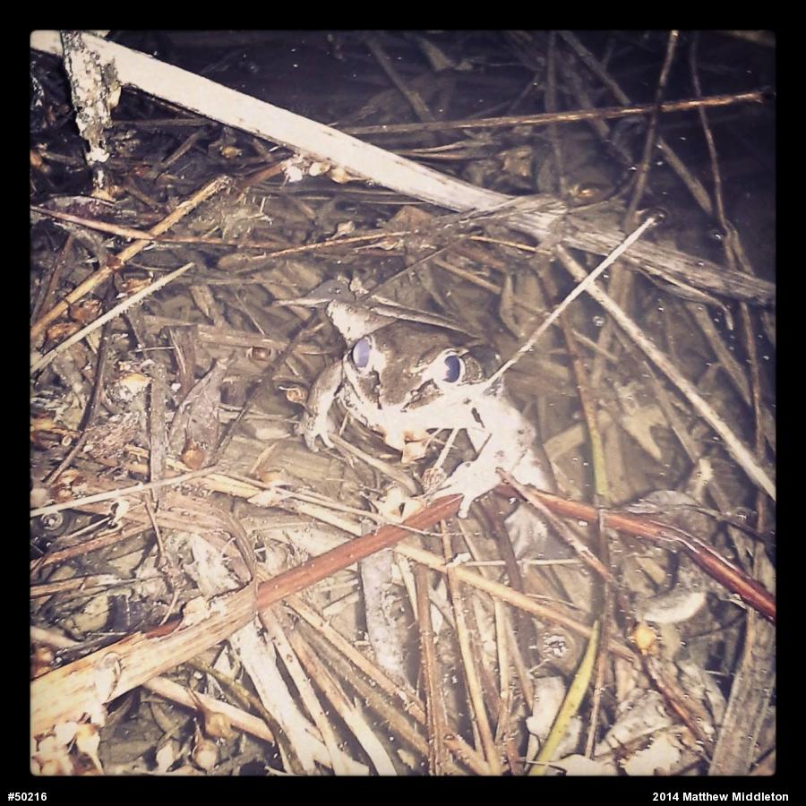Wood Frog