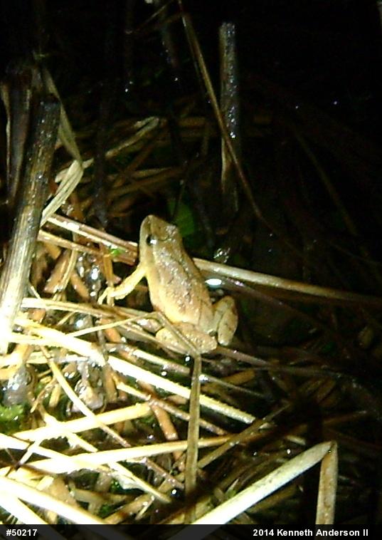 Spring Peeper