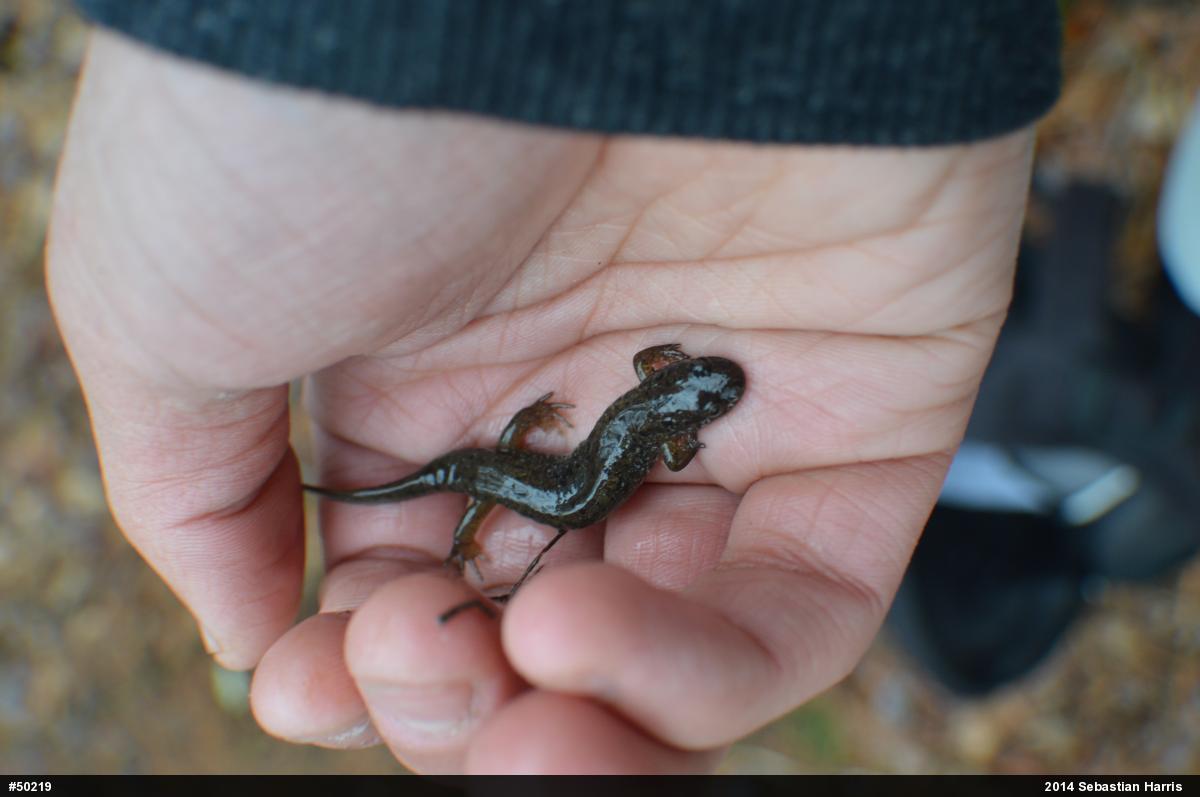 Northern Dusky Salamander