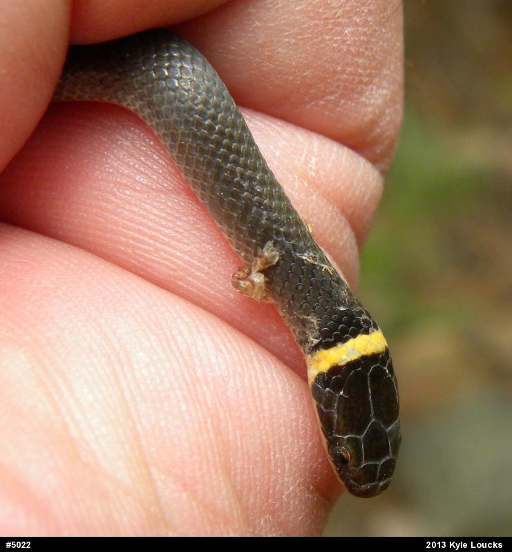 Northern Ring-necked Snake