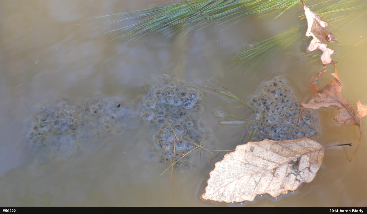 Wood Frog