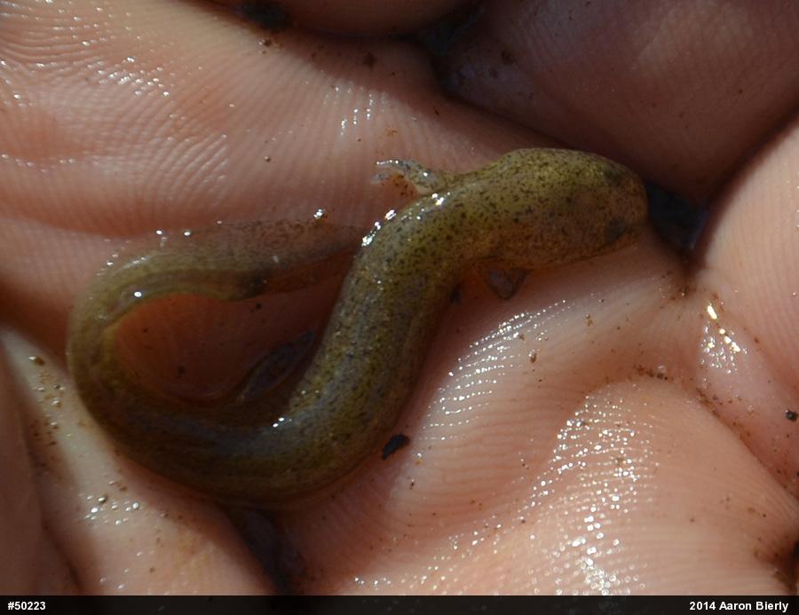 Northern Red Salamander