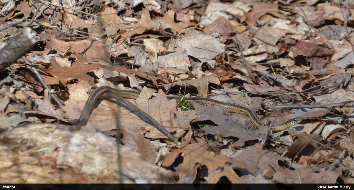 Eastern Gartersnake