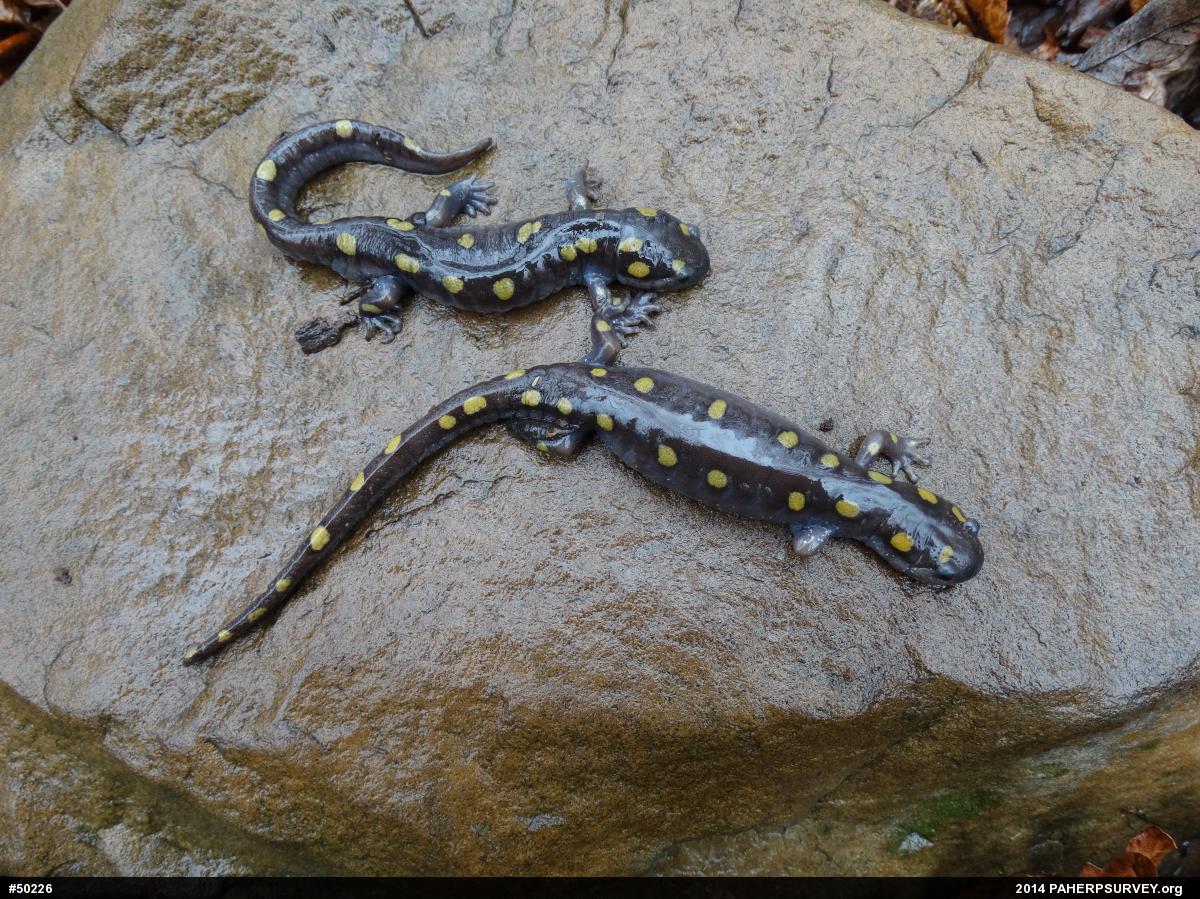 Spotted Salamander