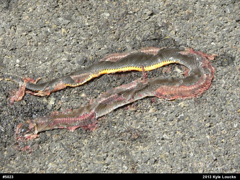 Northern Ring-necked Snake