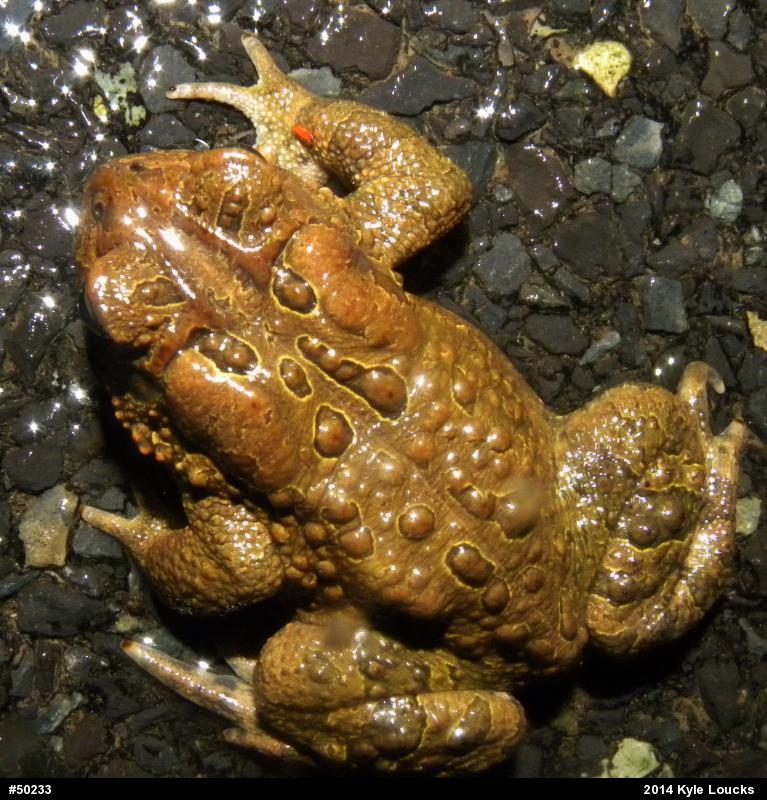 Eastern American Toad