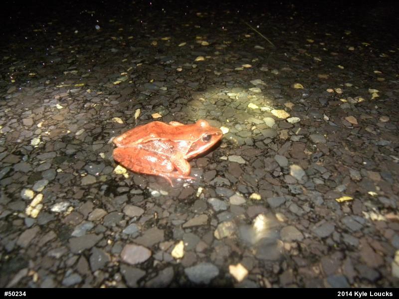 Wood Frog