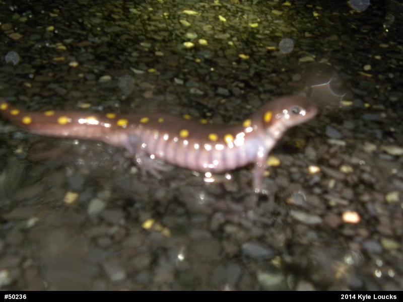 Spotted Salamander