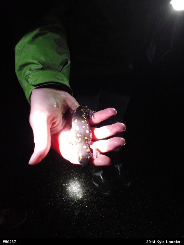 Spotted Salamander
