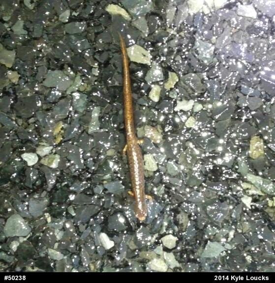 Four-toed Salamander