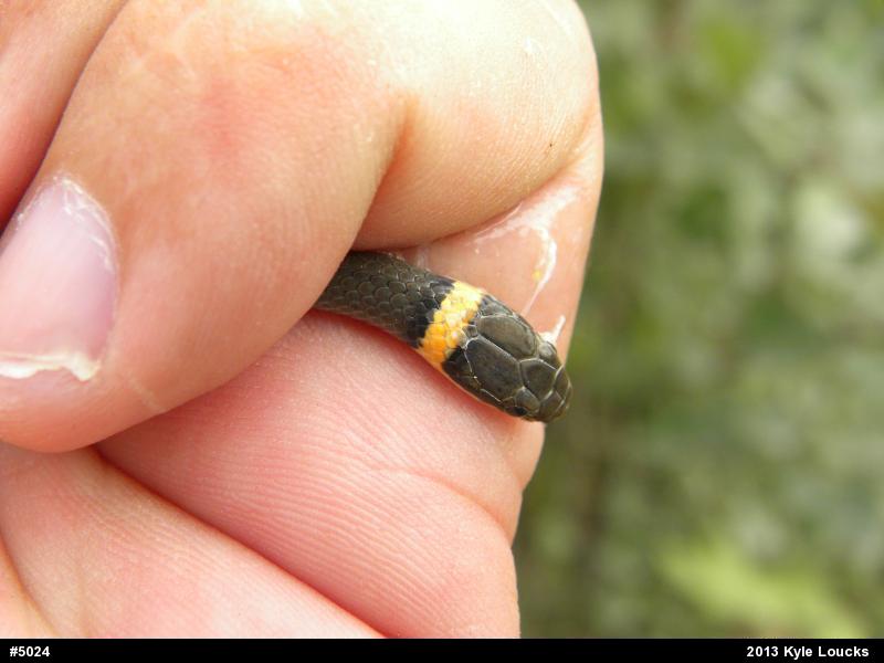 Northern Ring-necked Snake