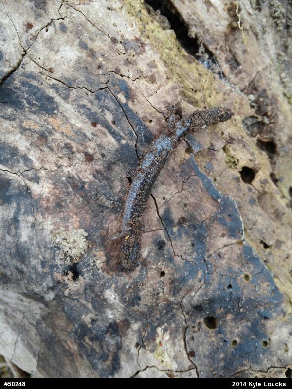 Eastern Red-backed  Salamander