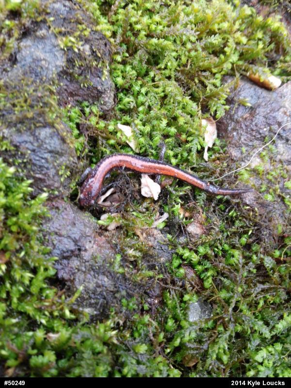 Eastern Red-backed  Salamander