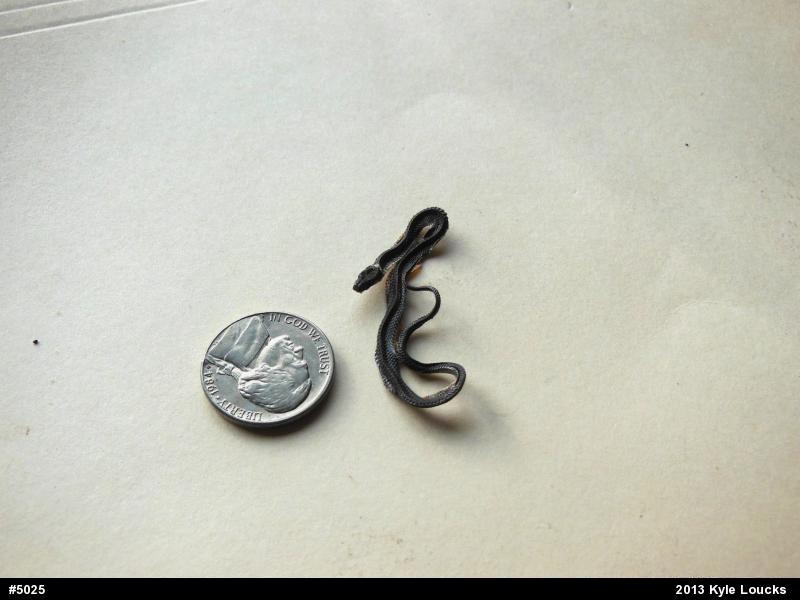 Northern Ring-necked Snake