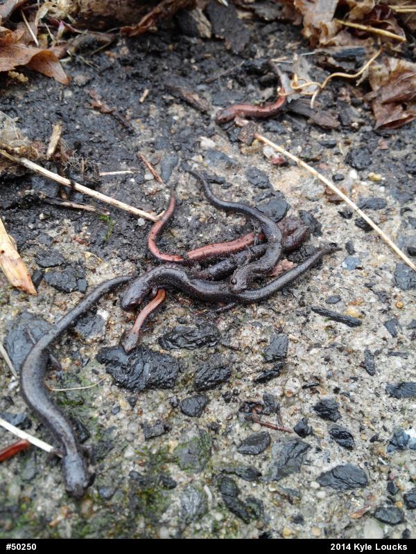 Eastern Red-backed  Salamander