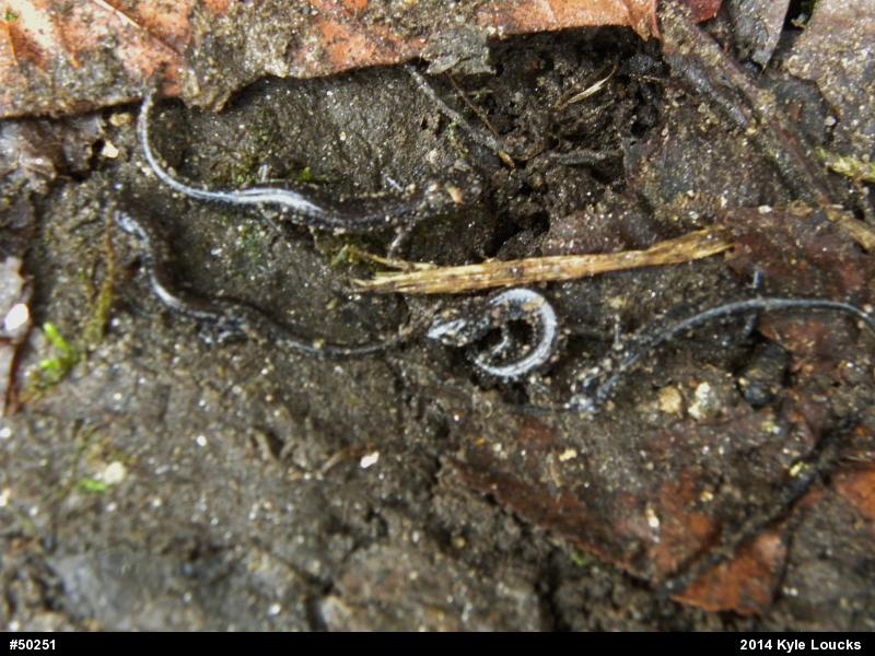 Eastern Red-backed  Salamander