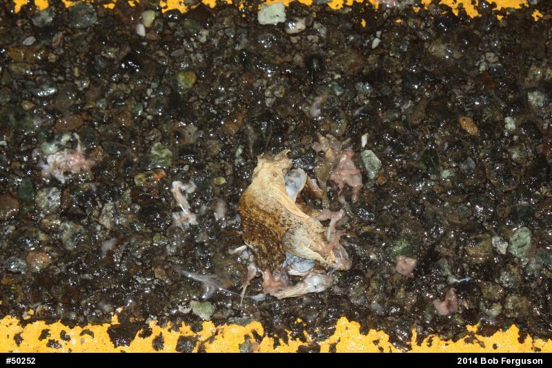 True Toads