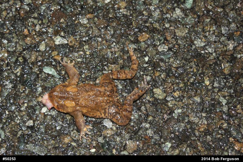 Eastern American Toad