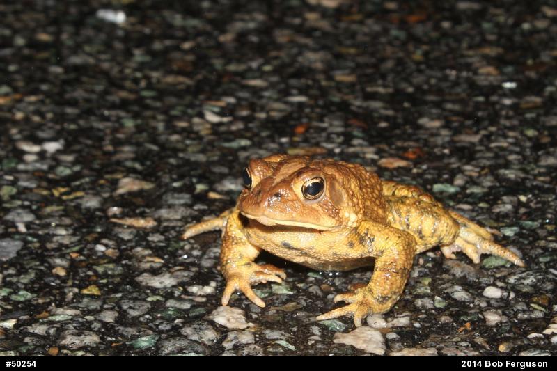 Eastern American Toad