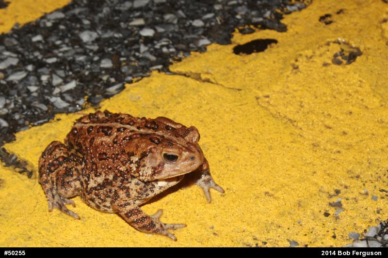 Eastern American Toad