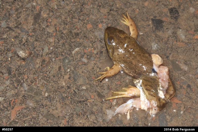 American Bullfrog