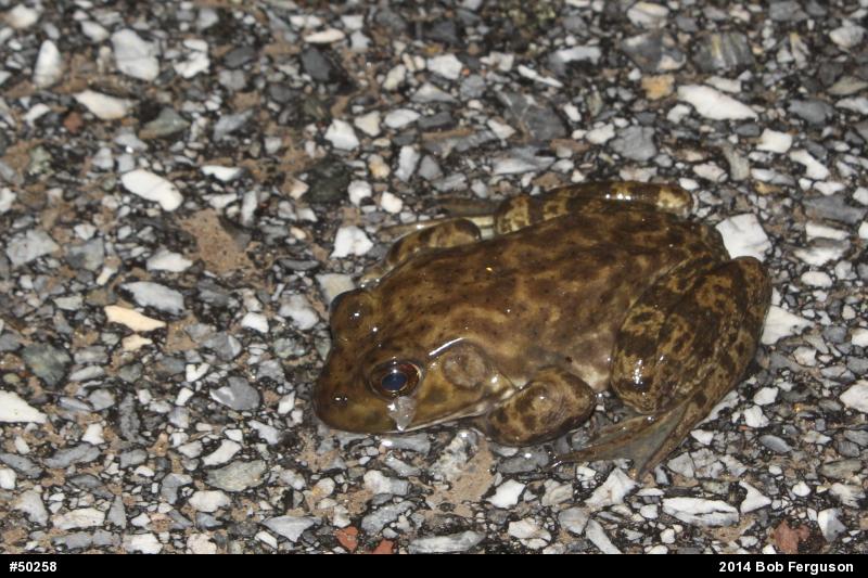 American Bullfrog