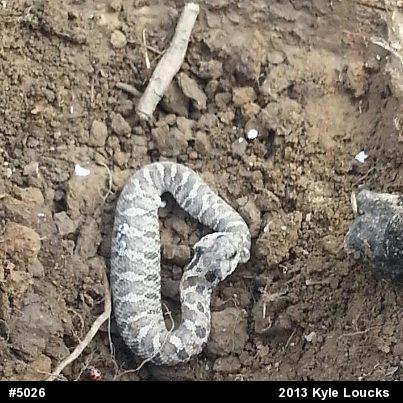 Eastern Hog-nosed Snake