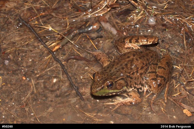 Green Frog