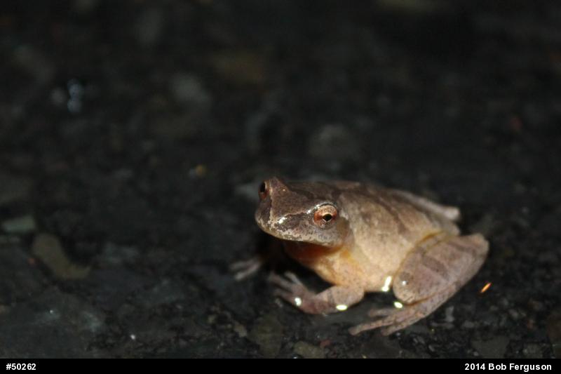 Spring Peeper