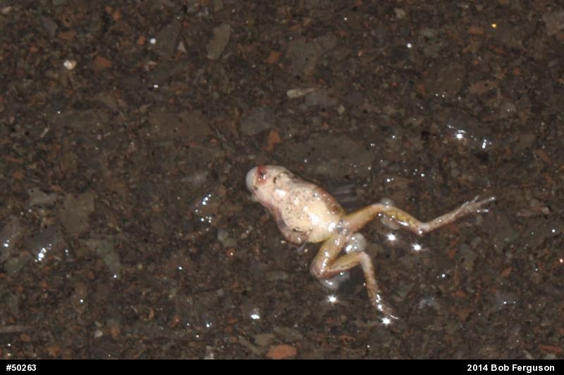 Spring Peeper