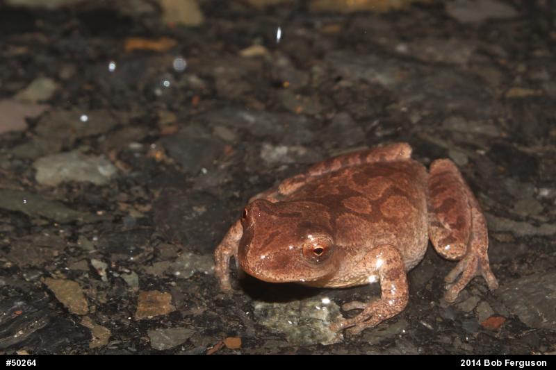 Spring Peeper