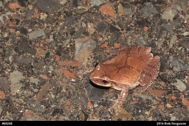 Spring Peeper