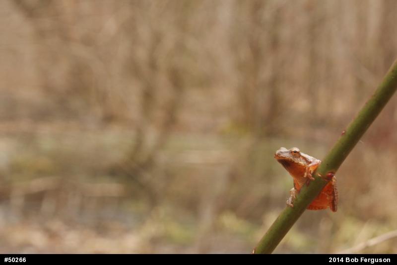 Spring Peeper