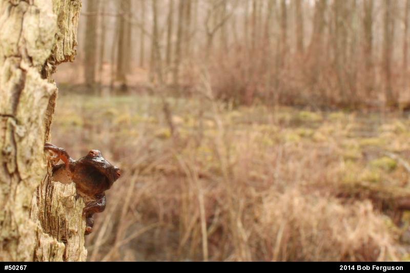 Spring Peeper