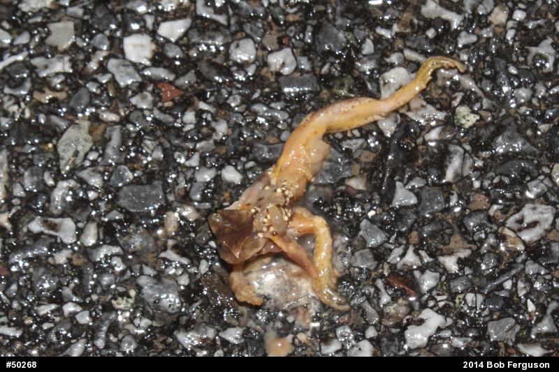 Spring Peeper