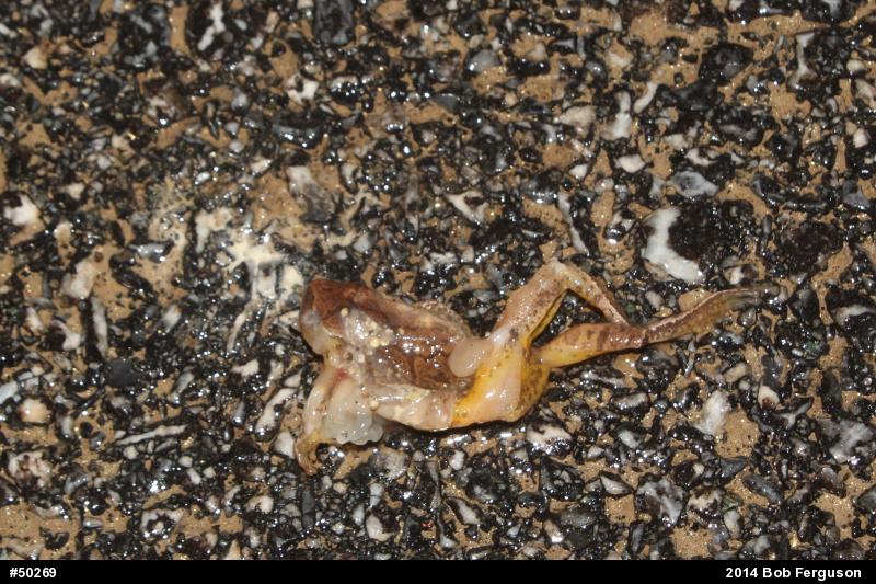 Spring Peeper