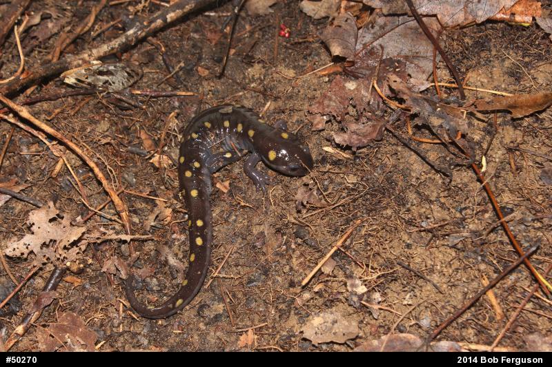 Spotted Salamander