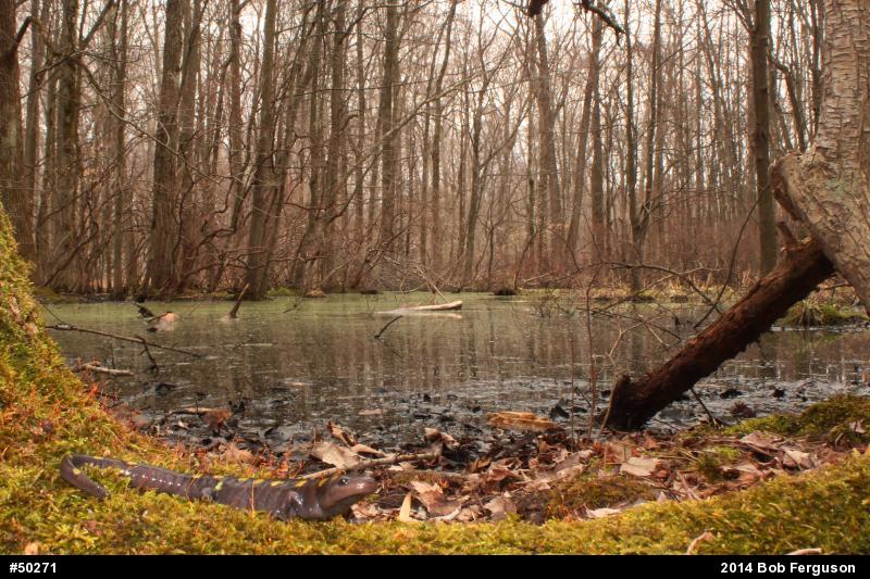 Spotted Salamander
