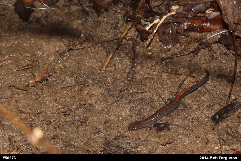 Eastern Red-backed  Salamander