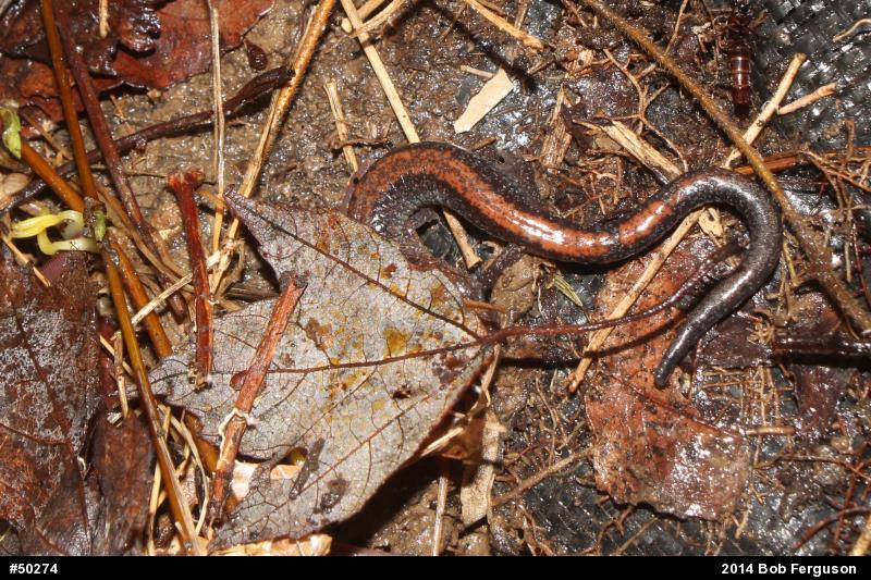 Eastern Red-backed  Salamander