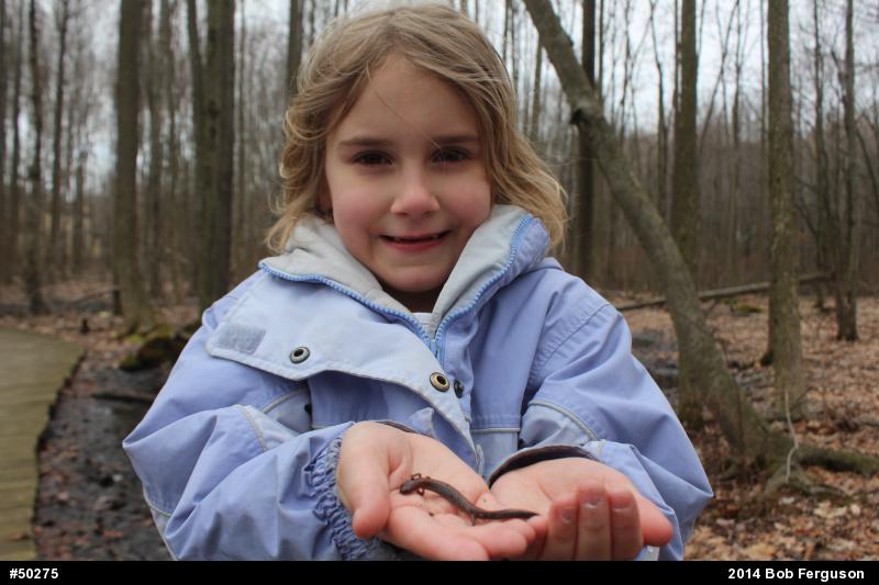 Eastern Red-backed  Salamander