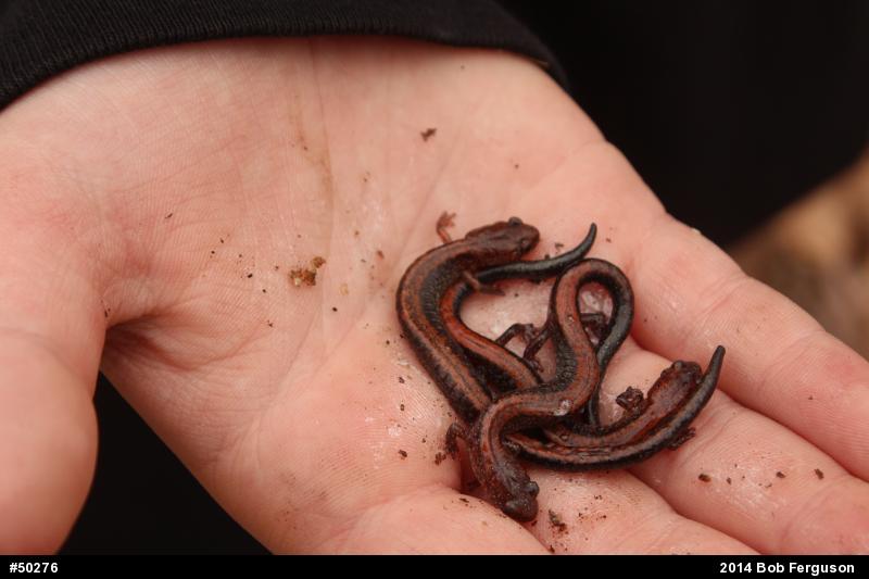 Eastern Red-backed  Salamander