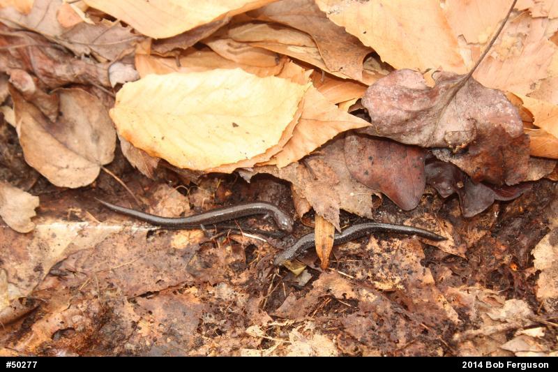 Eastern Red-backed  Salamander