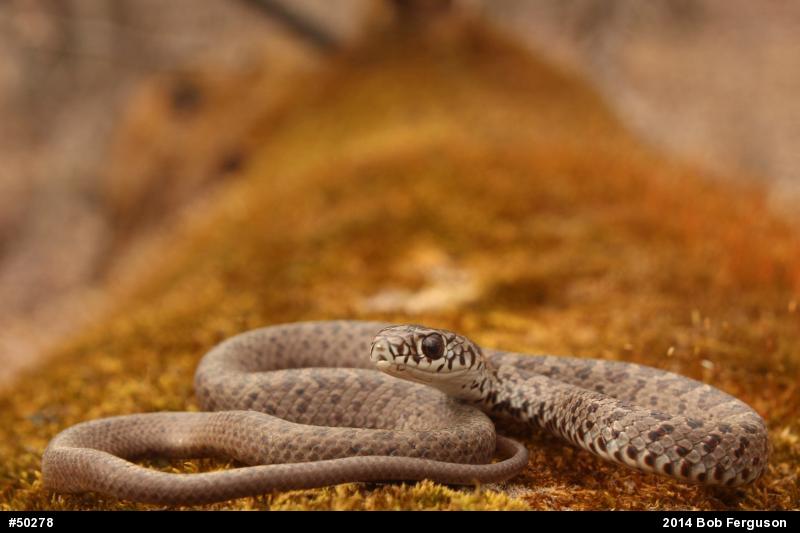 Northern Black Racer