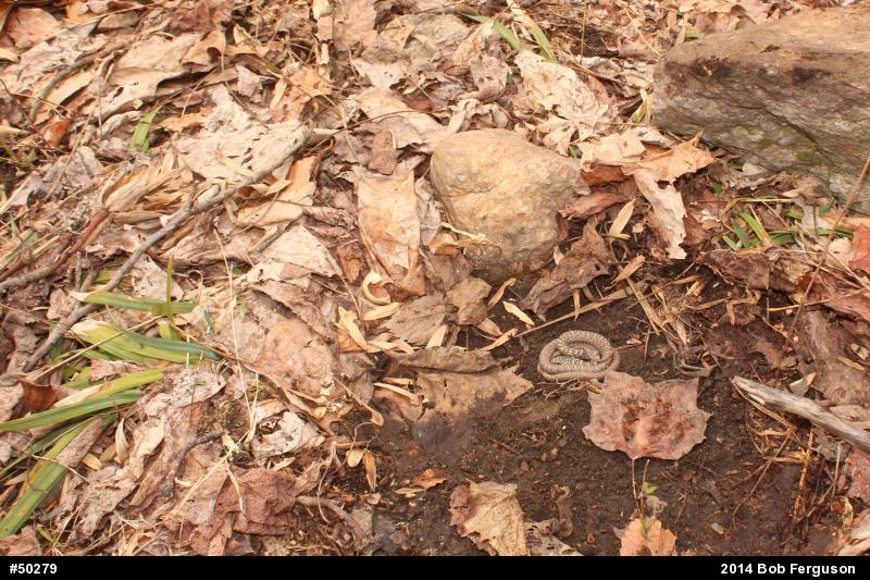 Northern Black Racer